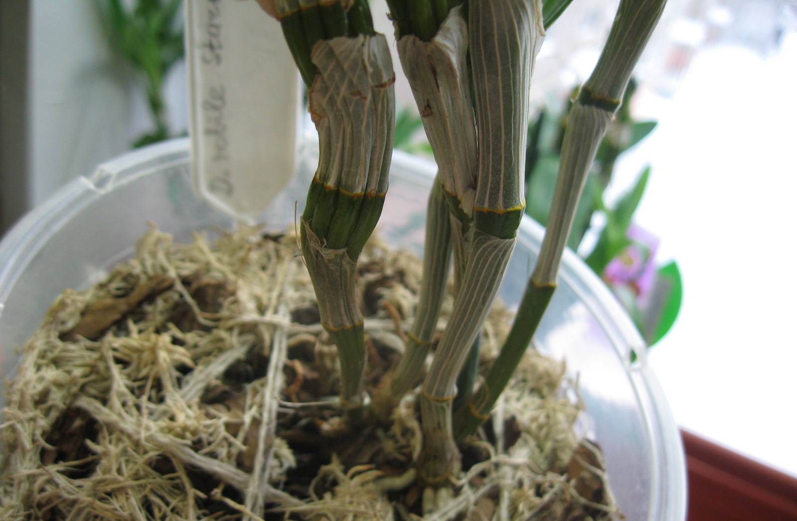 Орхидея дендробиум уход и размножение в домашних условиях фото