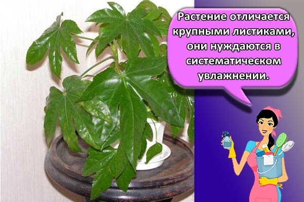Фото фатсии японской, размножение и уход в домашних условиях :: syl.ru