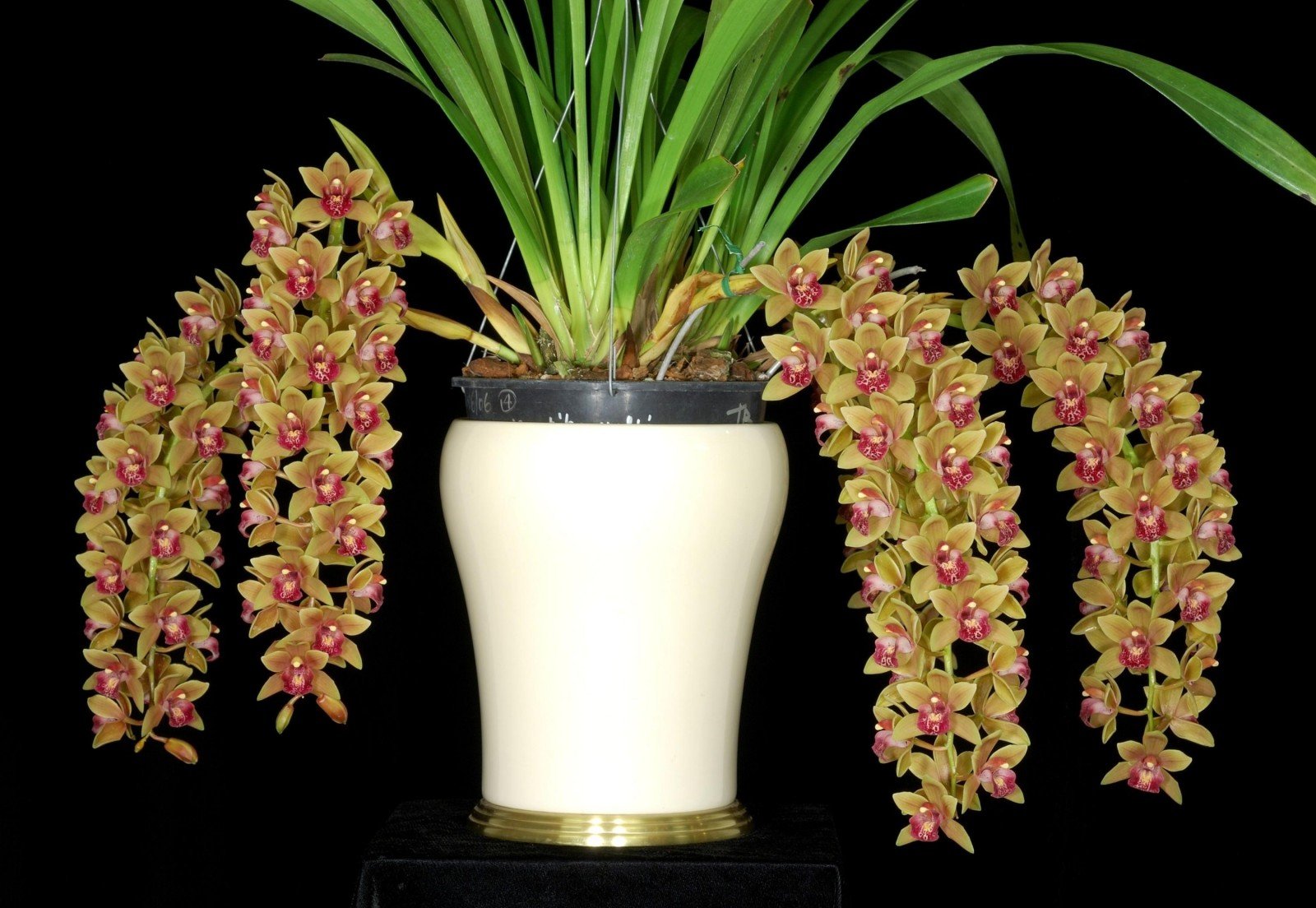 Орхидея Цимбидиум в горшке