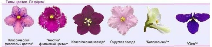 Определить сорт цветка по фото как