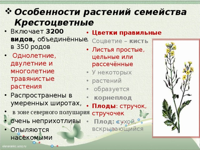Уход за сциндапсусом: размножение, удобрение, пересадка. проблемы