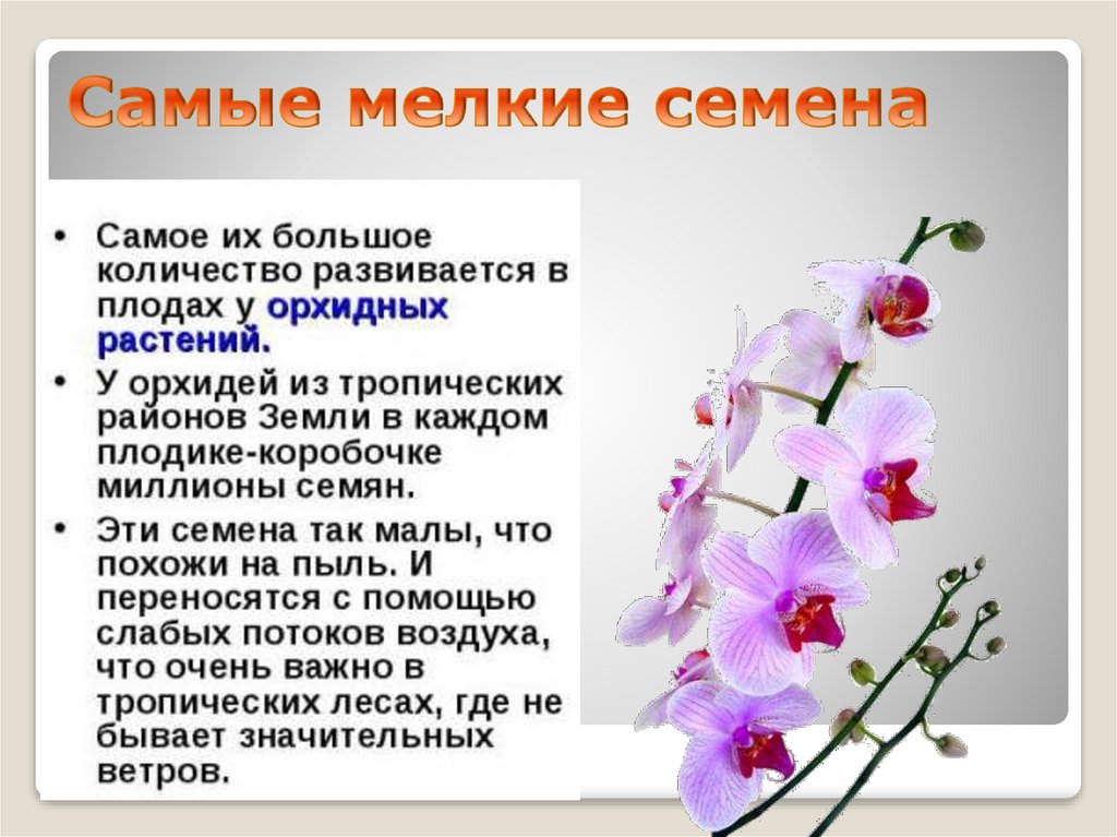 Самое большое семя растения