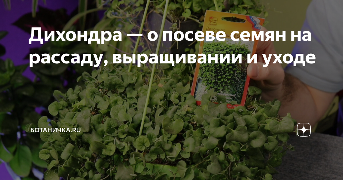 Броваллия: уход в домашних условиях, размножение, виды, фото