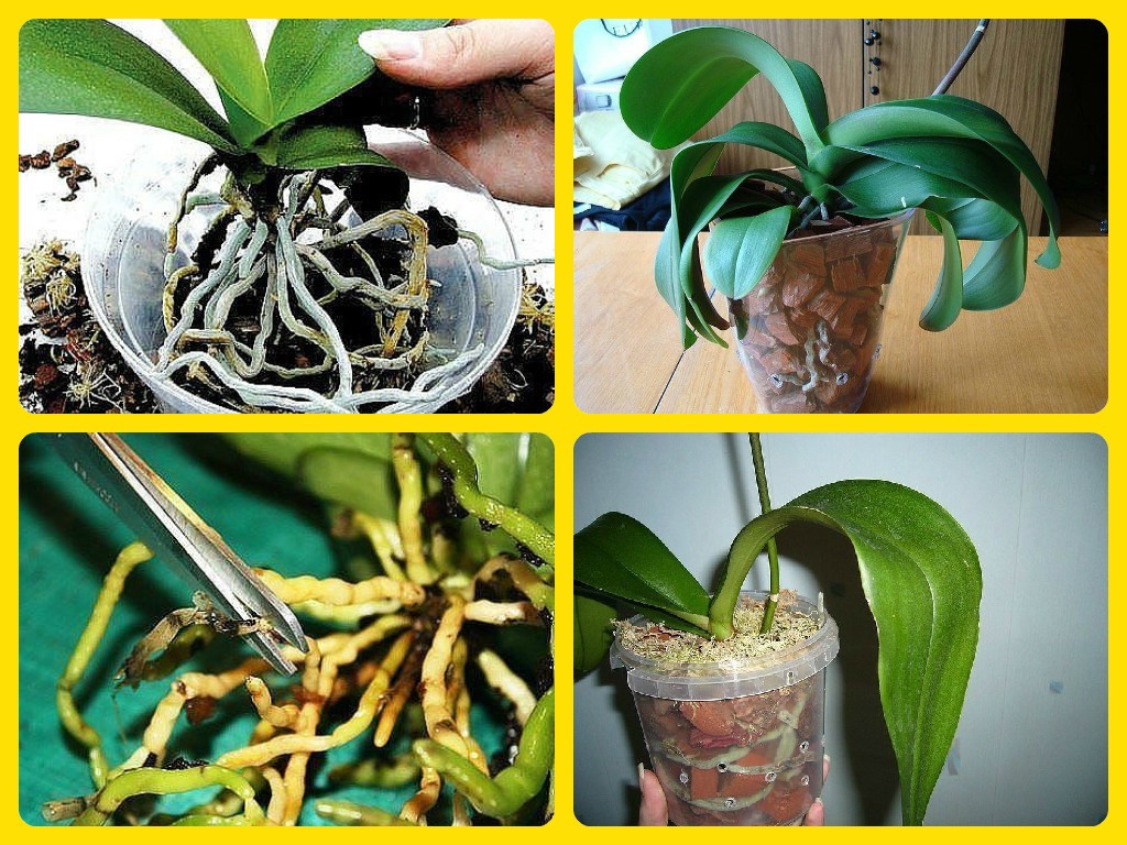 Правильные корни орхидеи. Пересаживаем орхидею фаленопсис. Пересадка орхидеи фаленопсис после покупки. Фаленопсис грунт. Перевалка орхидеи.