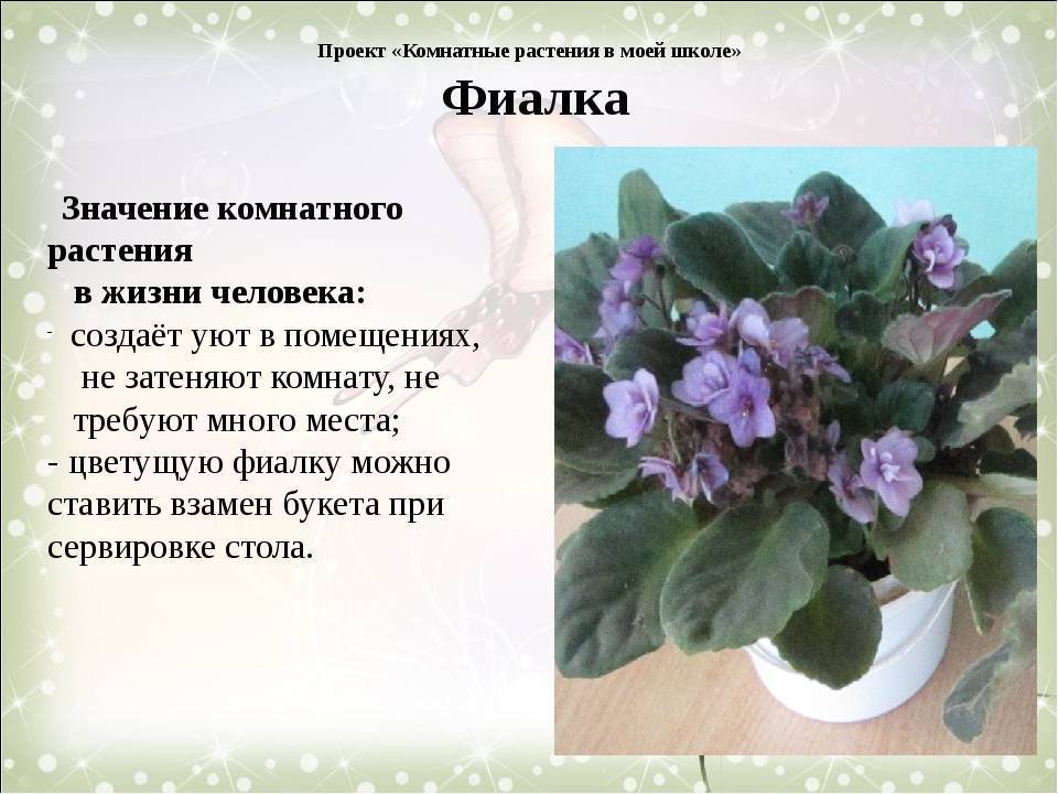 Каталог фиалок с фото, названием и описанием: 250+ сортов домашних сенполий