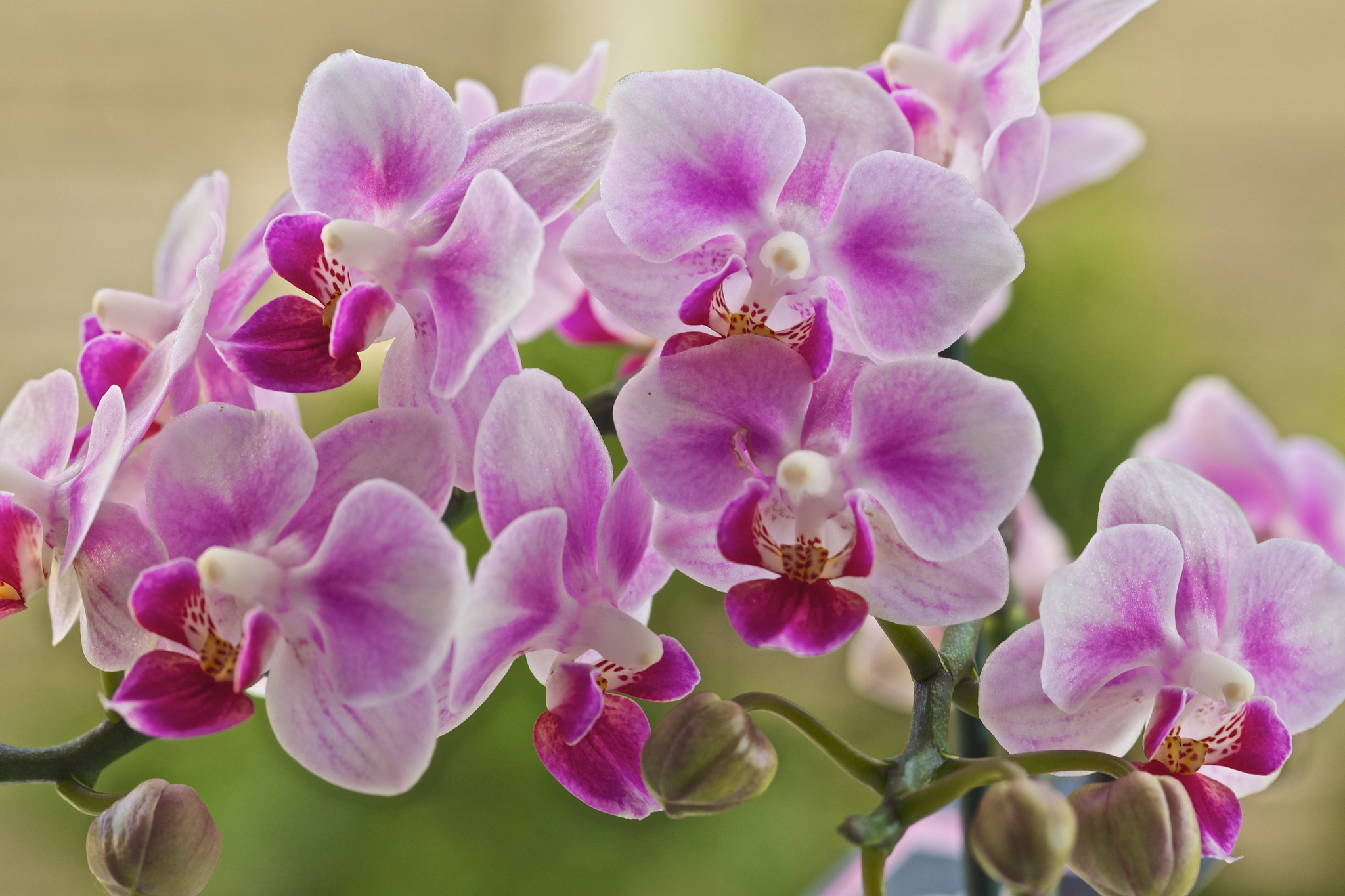 Интересно о том, почему засыхают бутоны у орхидеи