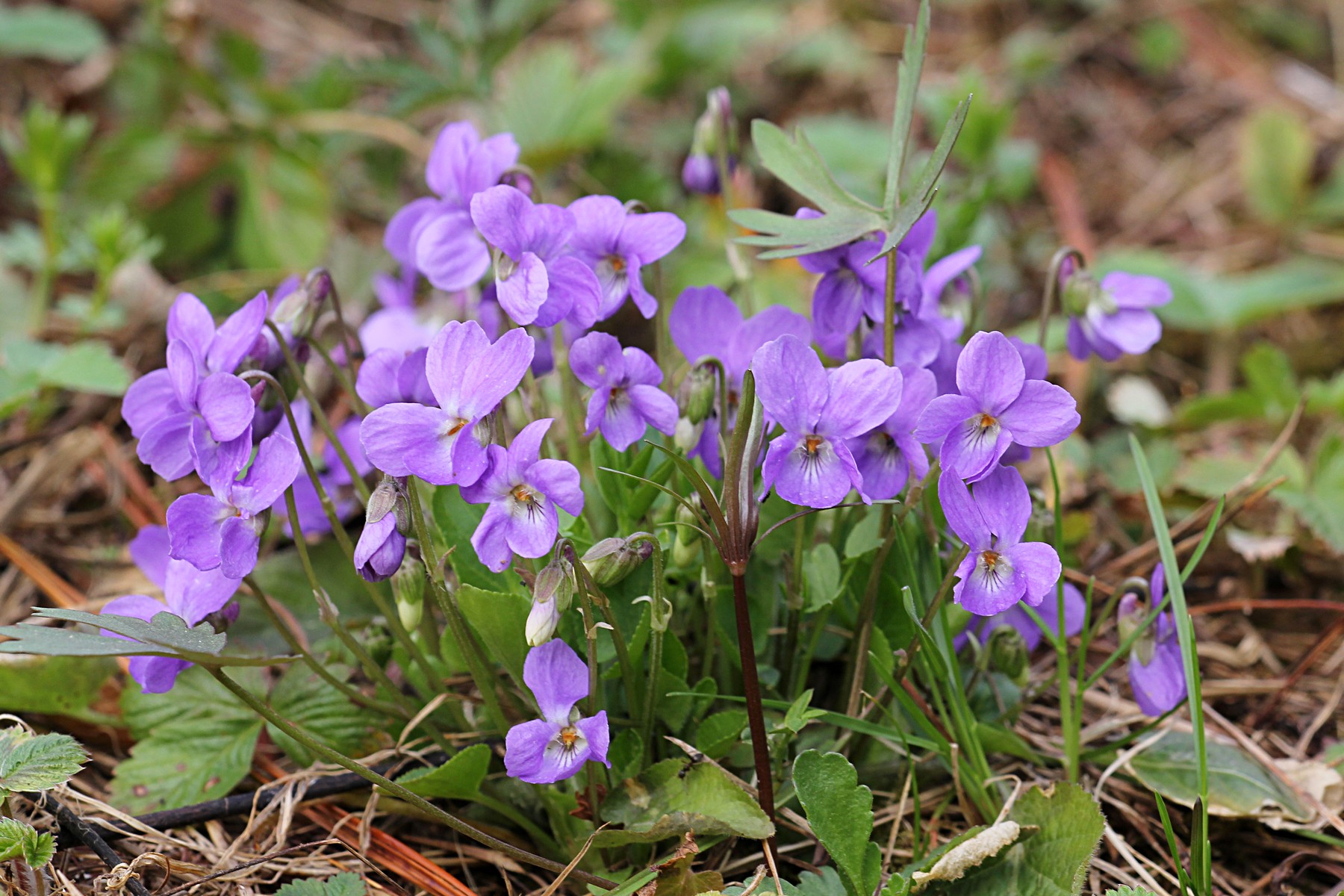 Фиалка собачья (Viola Canina l.)