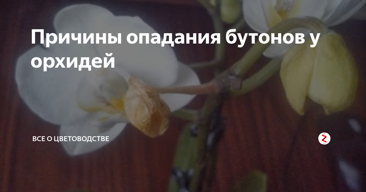 Что делать, если у орхидеи засыхают бутоны: как этого избежать и помочь цветку?