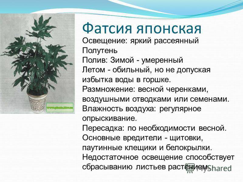 Фатсхедера - фото, уход в домашних условиях, размножение цветка