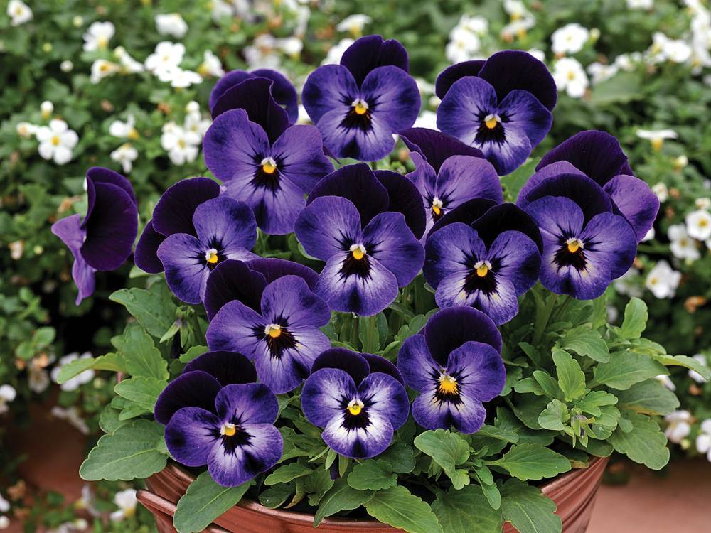 Анютины глазки выращивание в домашних. Фиалка рогатая 'Boughton Blue'. Виола Анютины глазки многолетние. Виола рогатая. Фиалка рогатая (Viola cornuta).