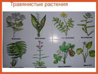 Мурайя: уход в домашних условиях, нюансы выращивания горшечного кустарника