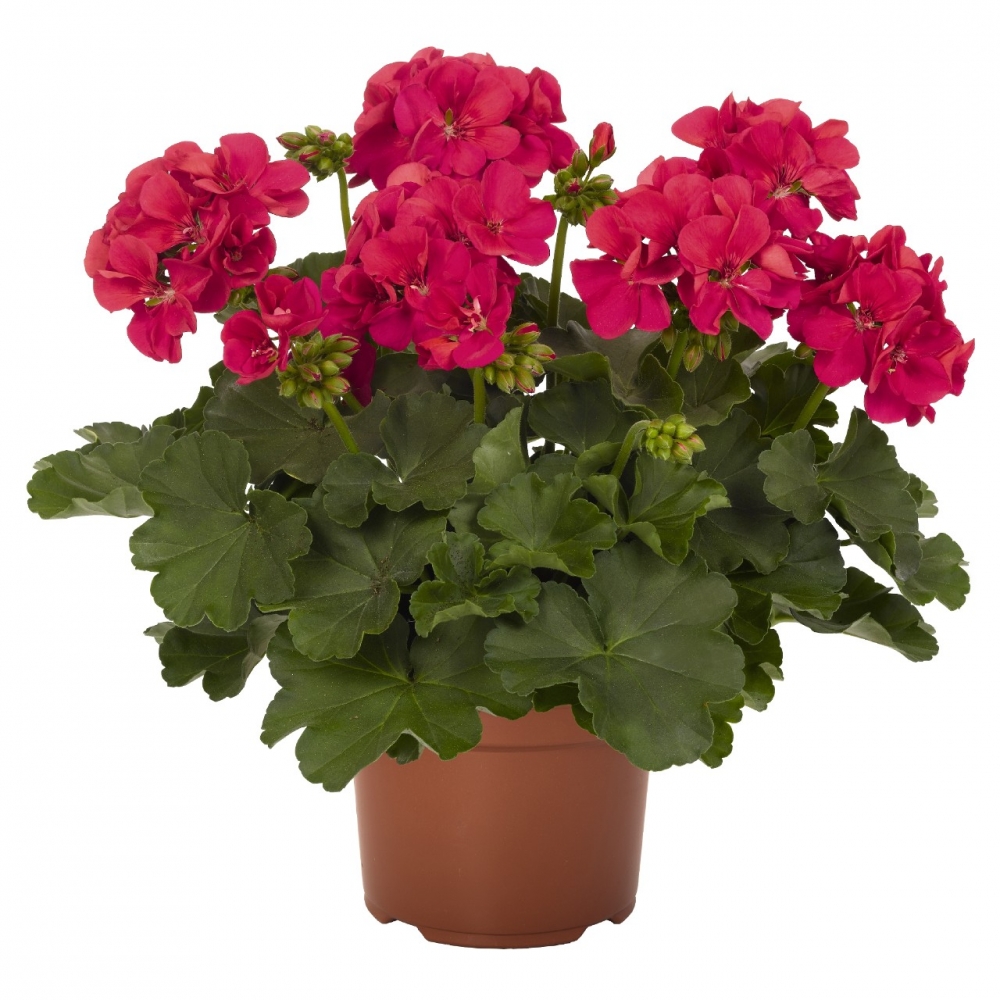 Красивоцветущее растение пеларгония зональная Pelargonium довольно широко распространено в комнатной культуре В народе его чаще всего называют геранью, причем эта культура является частью семейства Гераниевые
