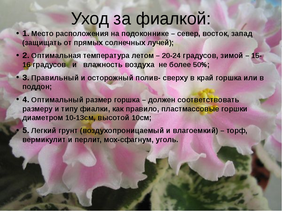 Как выбирать горшки для фиалок по размеру и материалу