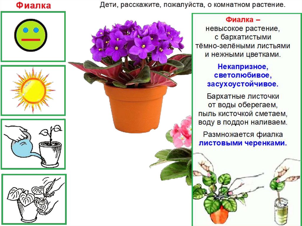 Презентация для дошкольников комнатные растения и уход за ними