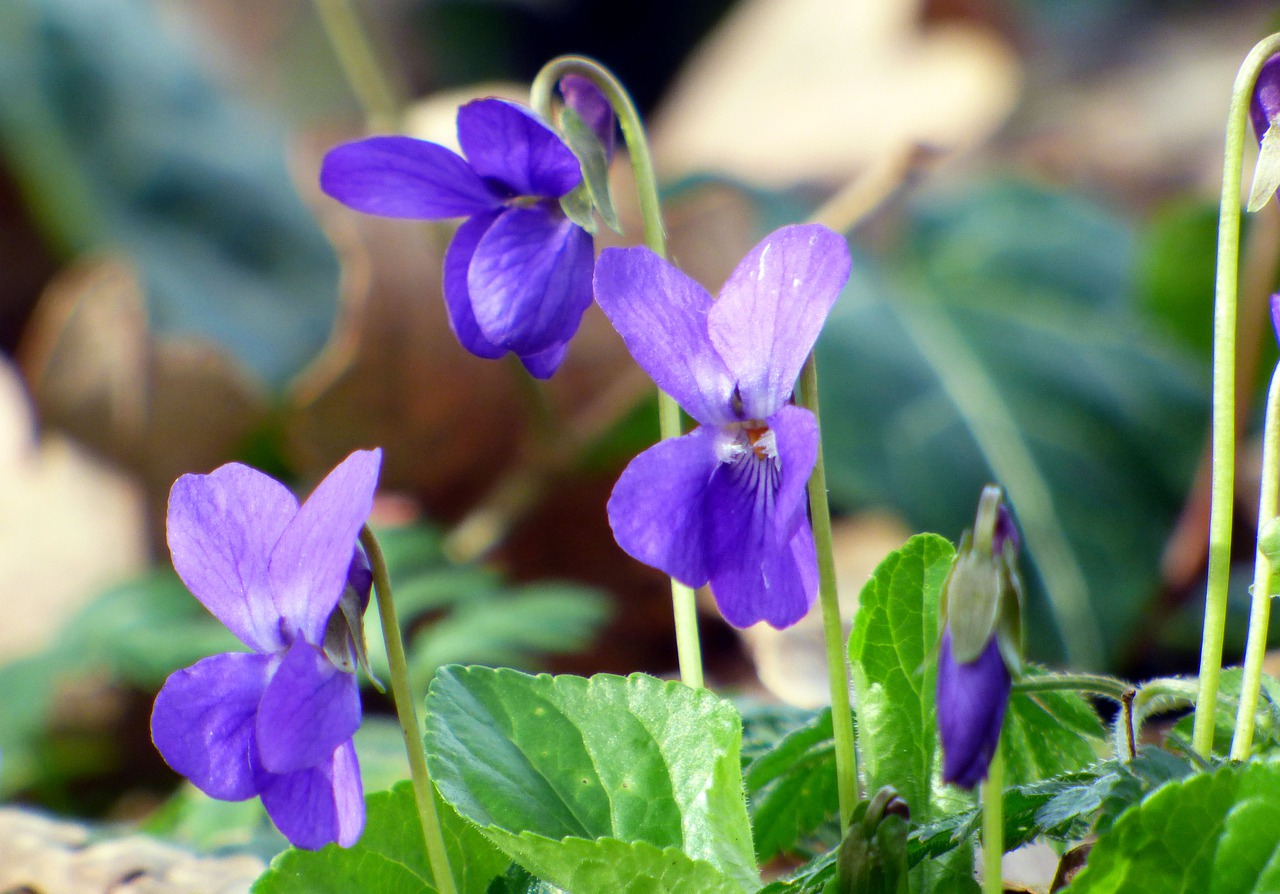 23. Фиалка Лесная Viola reichenbachiana