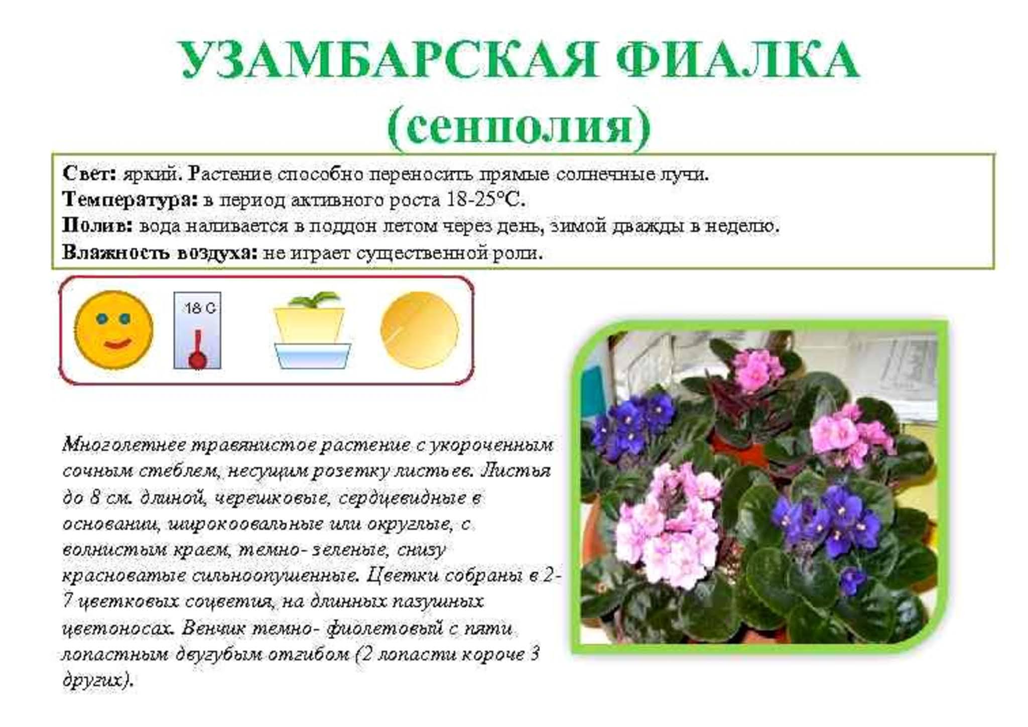 Сенполия, или узамбарская фиалка. выращивание, уход, размножение. болезни. фото — ботаничка