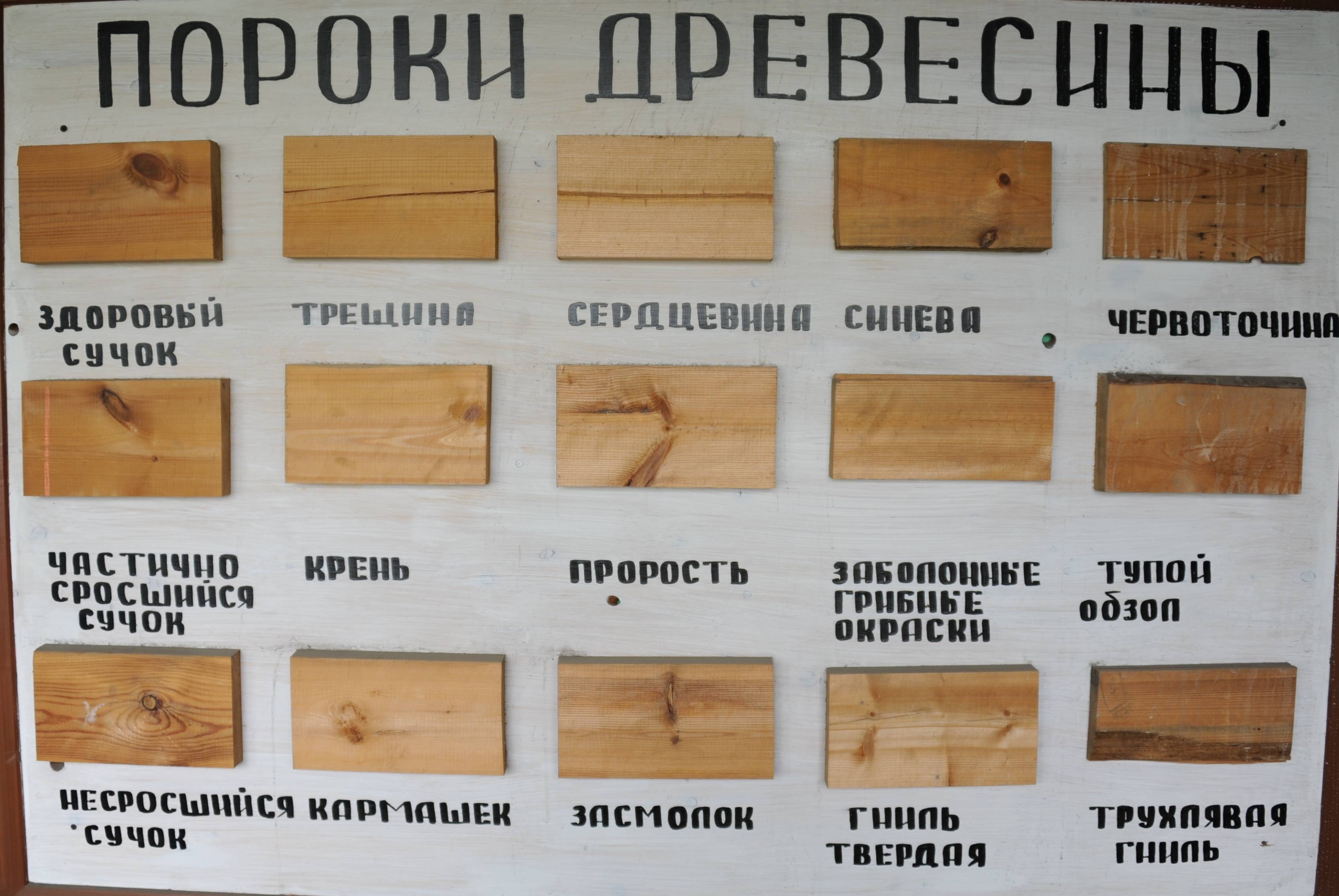 Орхидея фаленопсис: каталог сортов и определитель видов с названиями по фото, включая анаконда, мукалла, королевская, монако, сезам, рейнбоу, обильно и долгоцветущие
