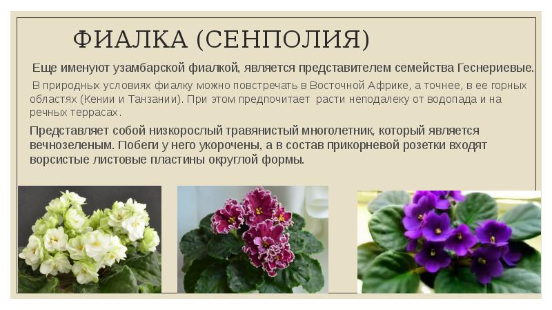 Пеперомия - уход в домашних условиях, посадка, размножение