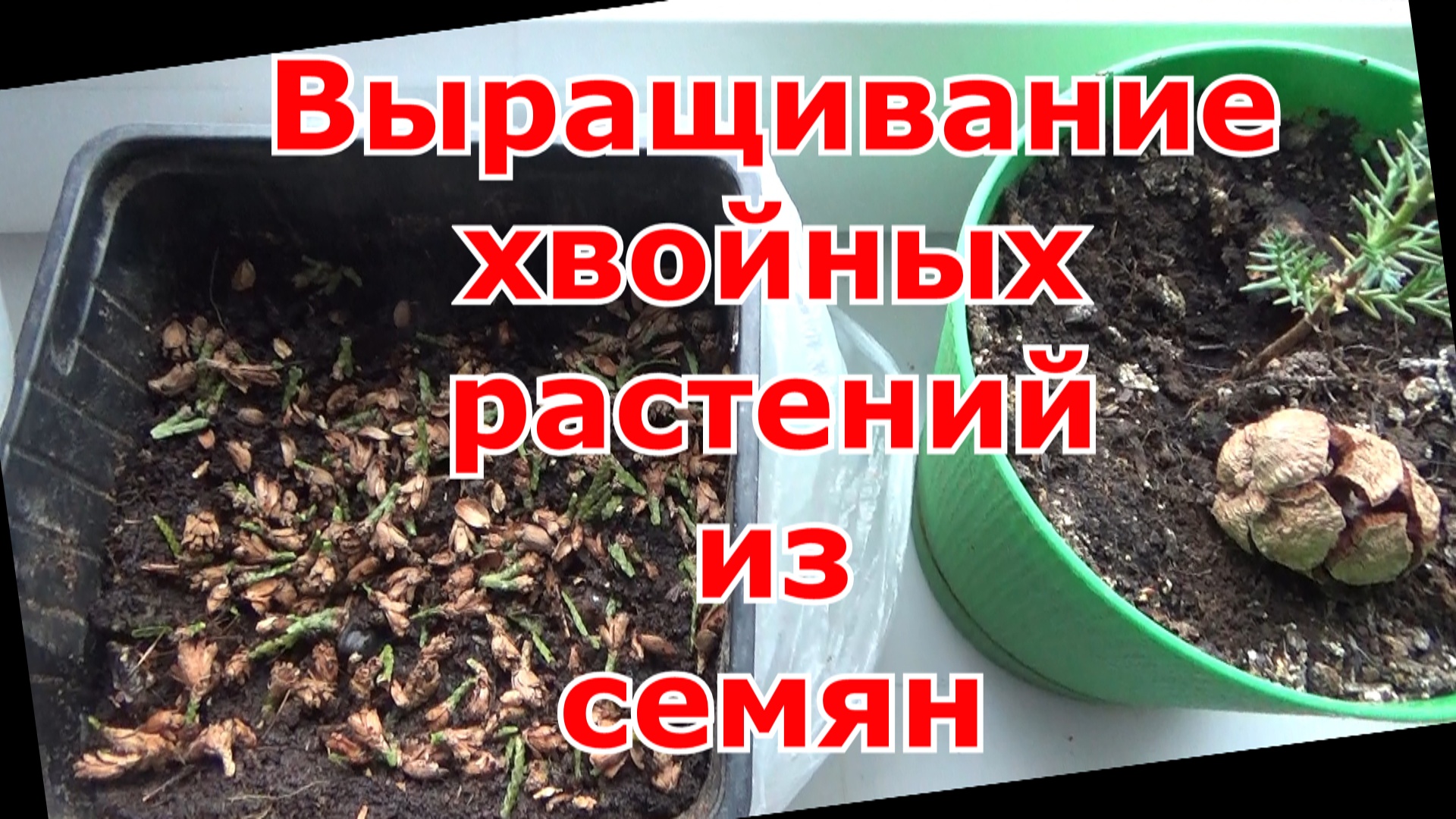 Броваллия: выращивание из семян в домашних условиях
