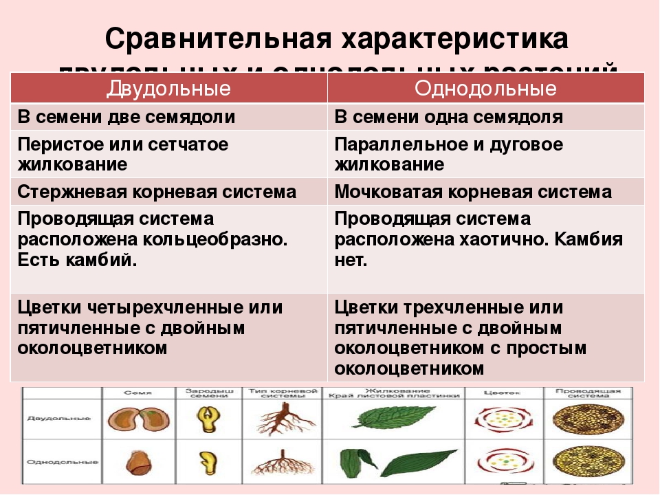 Общая характеристика и представители семейства лилейных: признаки и строение