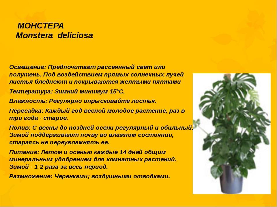 Монстера: размножение, уход, пересадка, фото - sadovnikam.ru