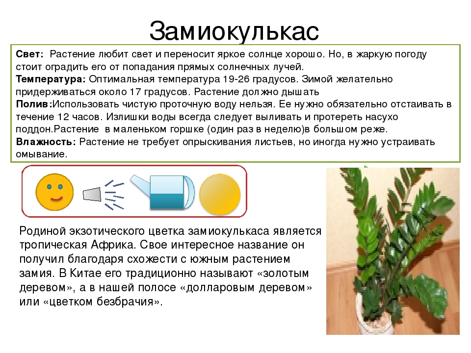 Пахистахис — эффектные свечи