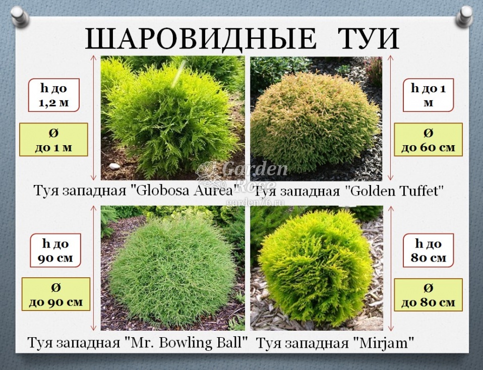 Туя комнатная — уход в домашних условиях и что делать если засыхает?