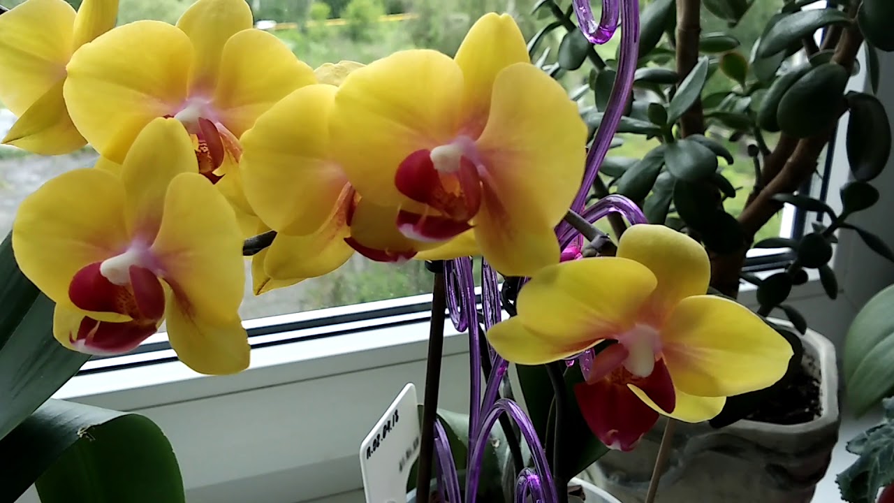 Виды золотых орхидей: правила ухода и особенности цветка