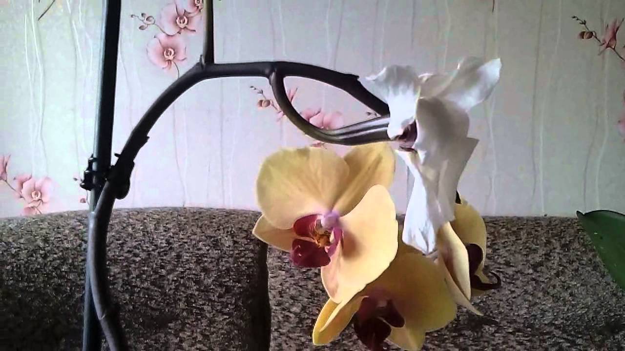 Подсказка для любителей орхидей: как размножить в домашних условиях через цветонос. основные правила и рекомендации