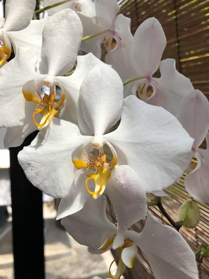 Канкун фото орхидея