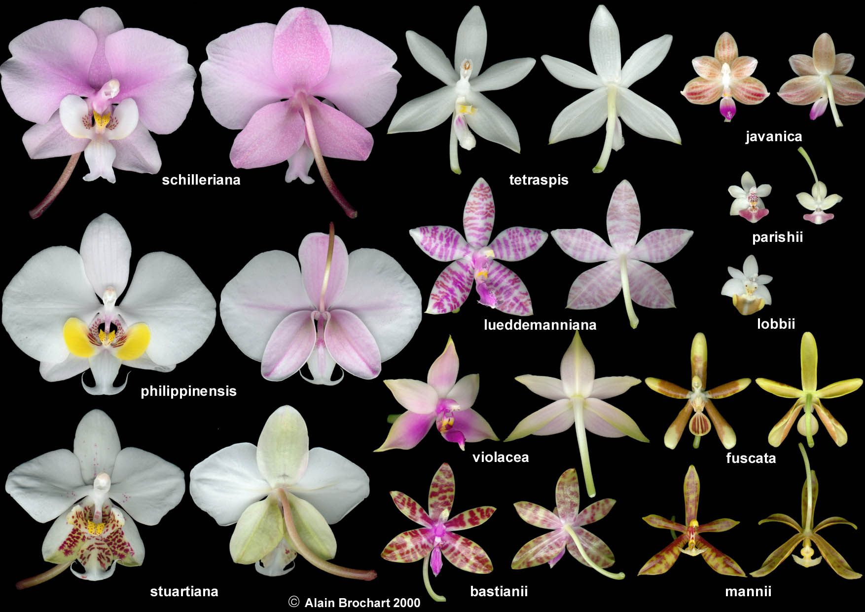 Орхидея Амальфи