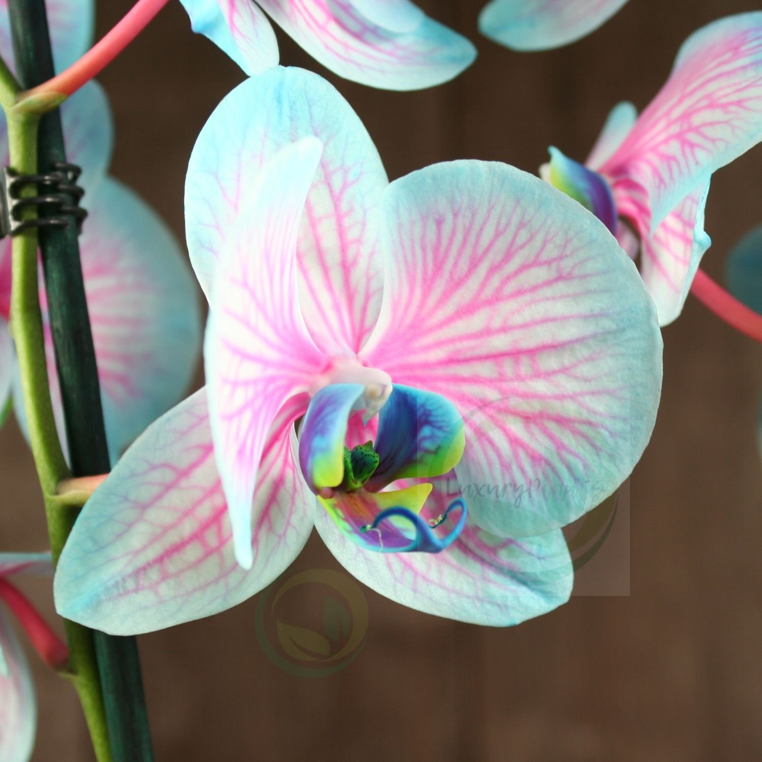 Редкие орхидеи фаленопсис фото и названия