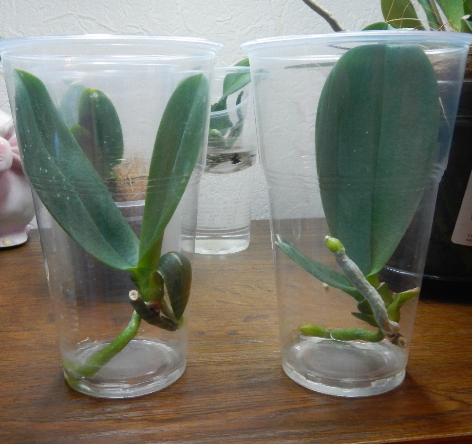 Как ухаживать за фаленопсисом (phalaenopsis) в домашних условиях правильно: болезни и вредители, фото, выращивание цветка на воздухе, способ рассадить старую орхидею