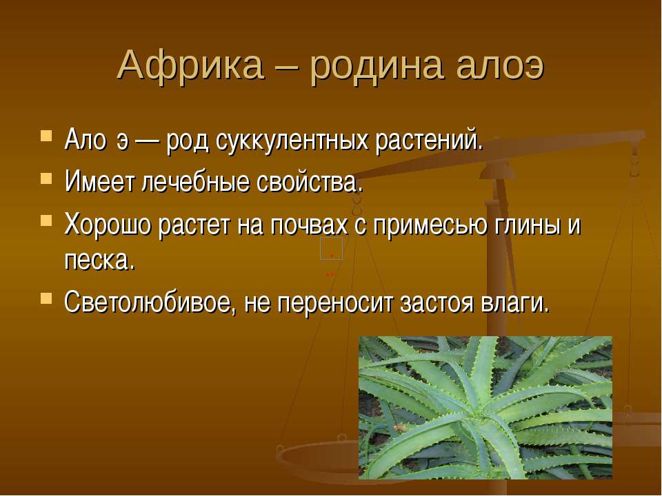 Уход за алоэ в домашних условиях, посадка ,пересадка, размножение, болезни, фото и видео