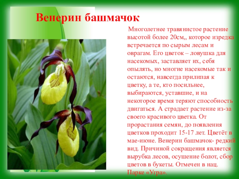 Растения Красной Книги Владимирской Области Фото