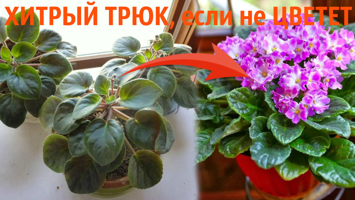 Почему не цветут фиалки: причины, способы решения