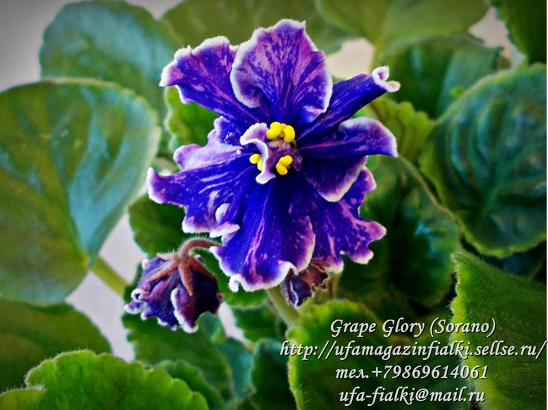 Grape glory фиалка фото и описание