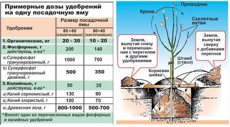 Цветок гиппеаструм домашний — многоликий гибрид: описание, виды, уход, выращивание, размножение и другая полезная информация (160 фото) +отзывы