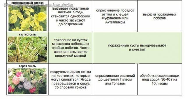 Цветок счастья — красная орхидея фаленопсис