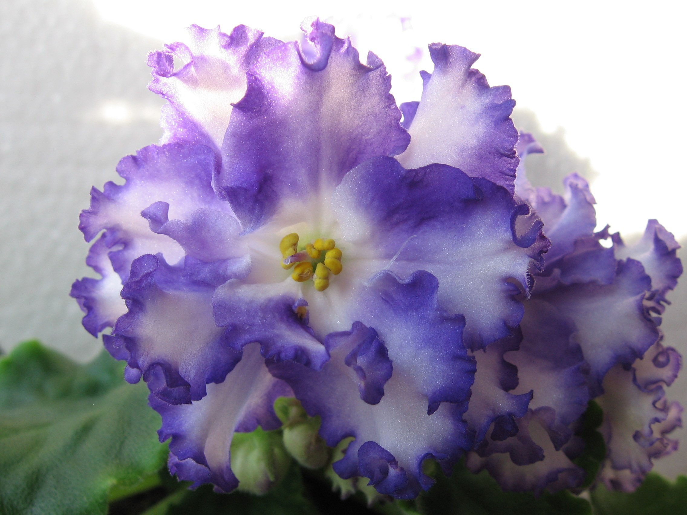 Фиалки сорта «эсмеральда» — нежные и красивые цветы