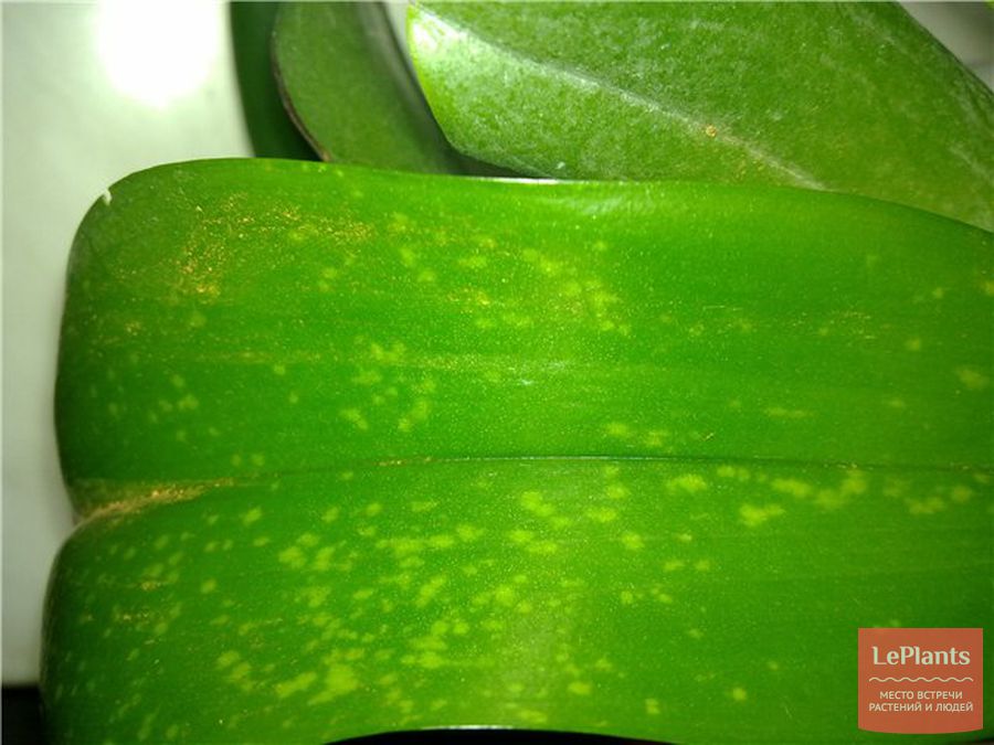 Заболевание орхидей проблемы с листьями фото