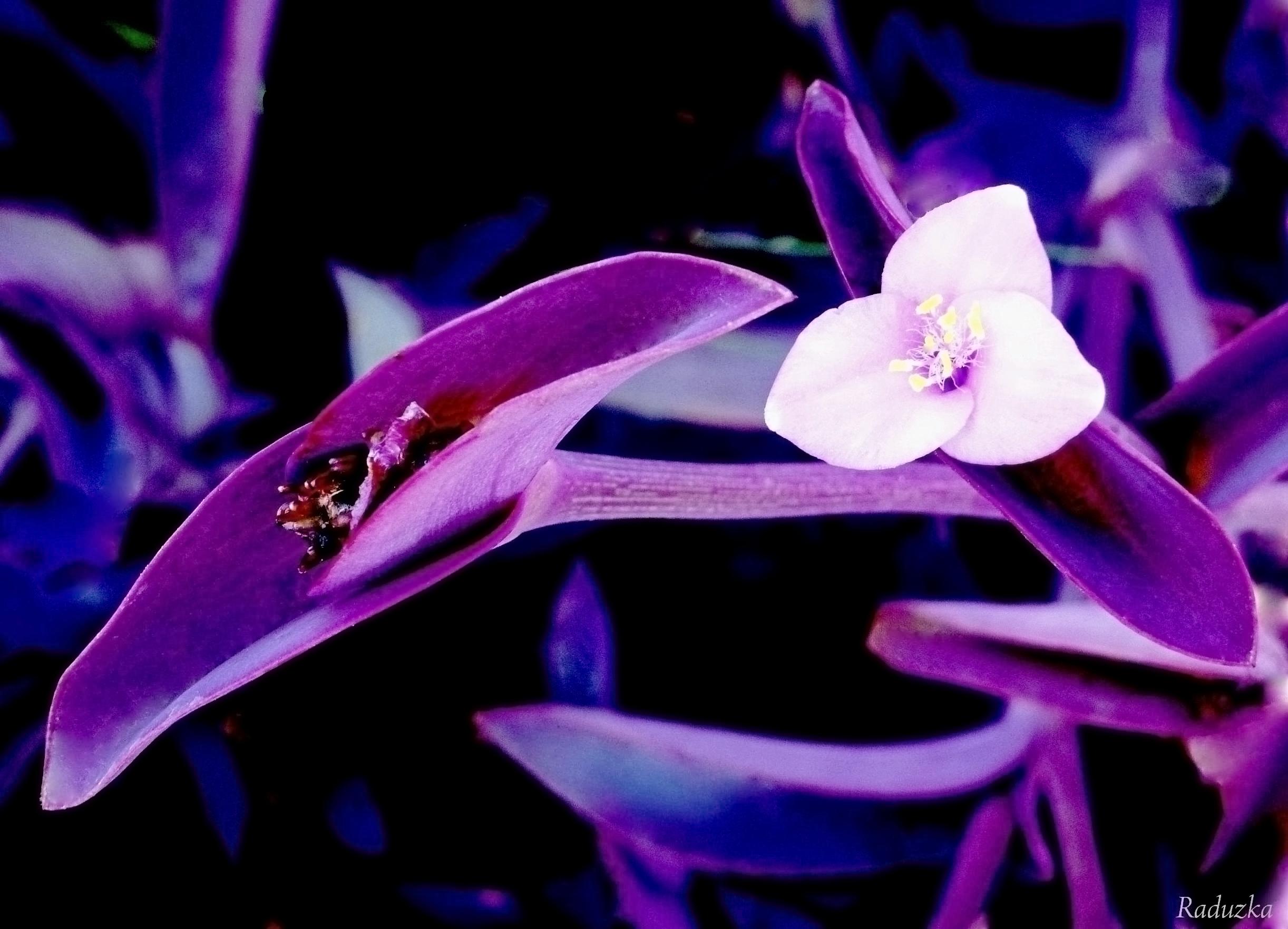 Традесканция сеткреазия. Цветок сеткреазия пурпурная. Традесканция сеткреазия пурпурная. Сектриазия пурпуровая.