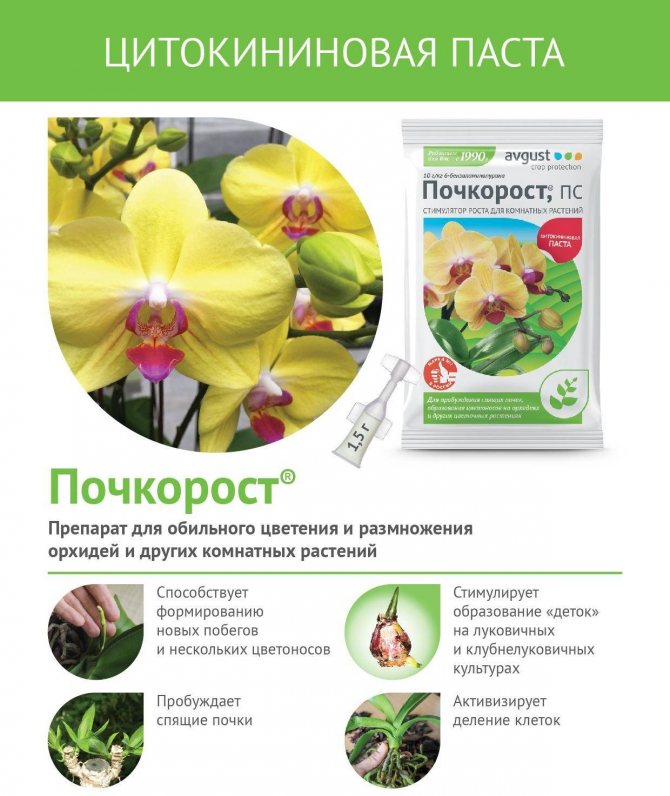 Как правильно применять янтарную кислоту и цитокининовую пасту для орхидей
