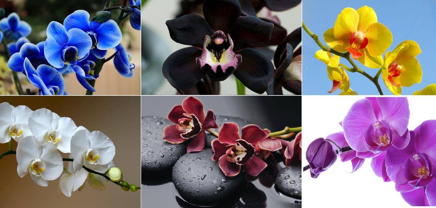✅ какого цвета бывают орхидеи - cvetochki-yaroslavl.ru