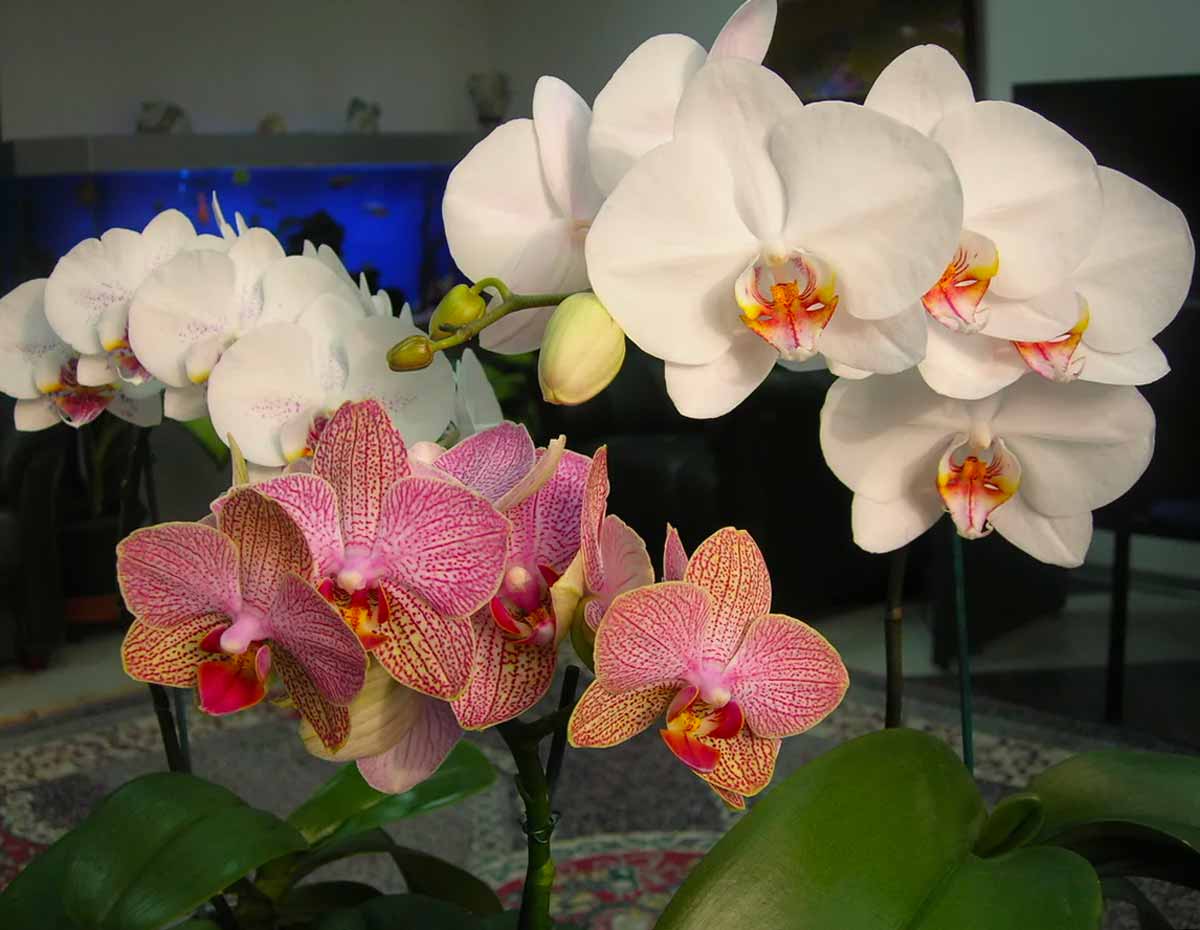 Орхидея Phalaenopsis