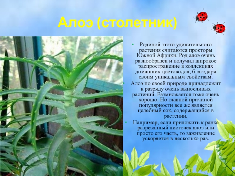 Алоэ: уход в домашних условиях за растением, как поливать, срезать листья, как цветет?