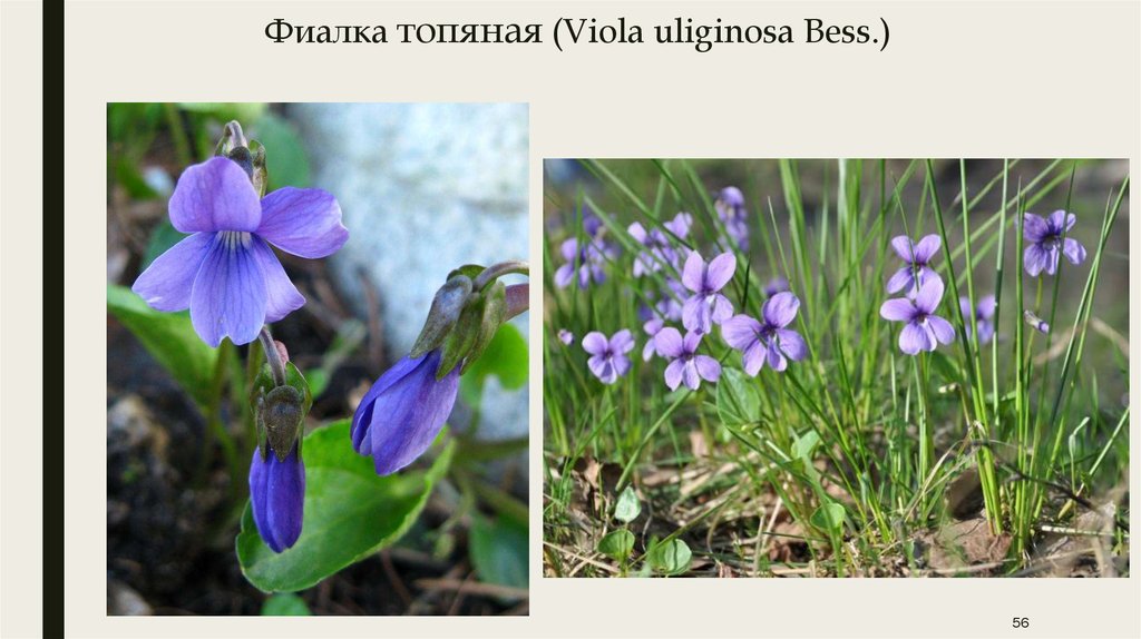 Полная классификация видов и сортов фиалок (сенполий)