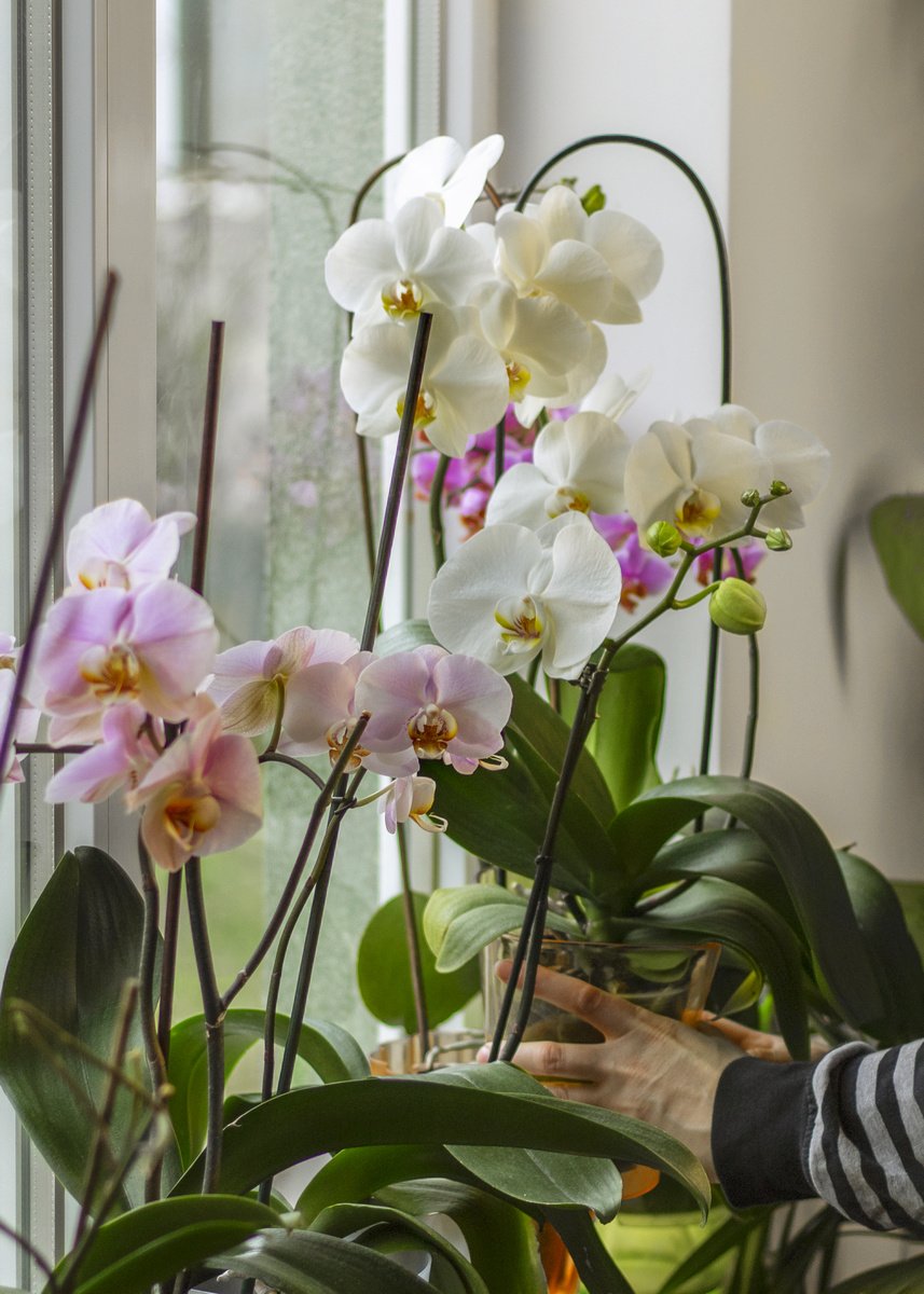 Скинь цветок. Орхидея комнатная. Орхидеи на подоконнике. Цветы комнатные Орхидея. Увядающая Орхидея.