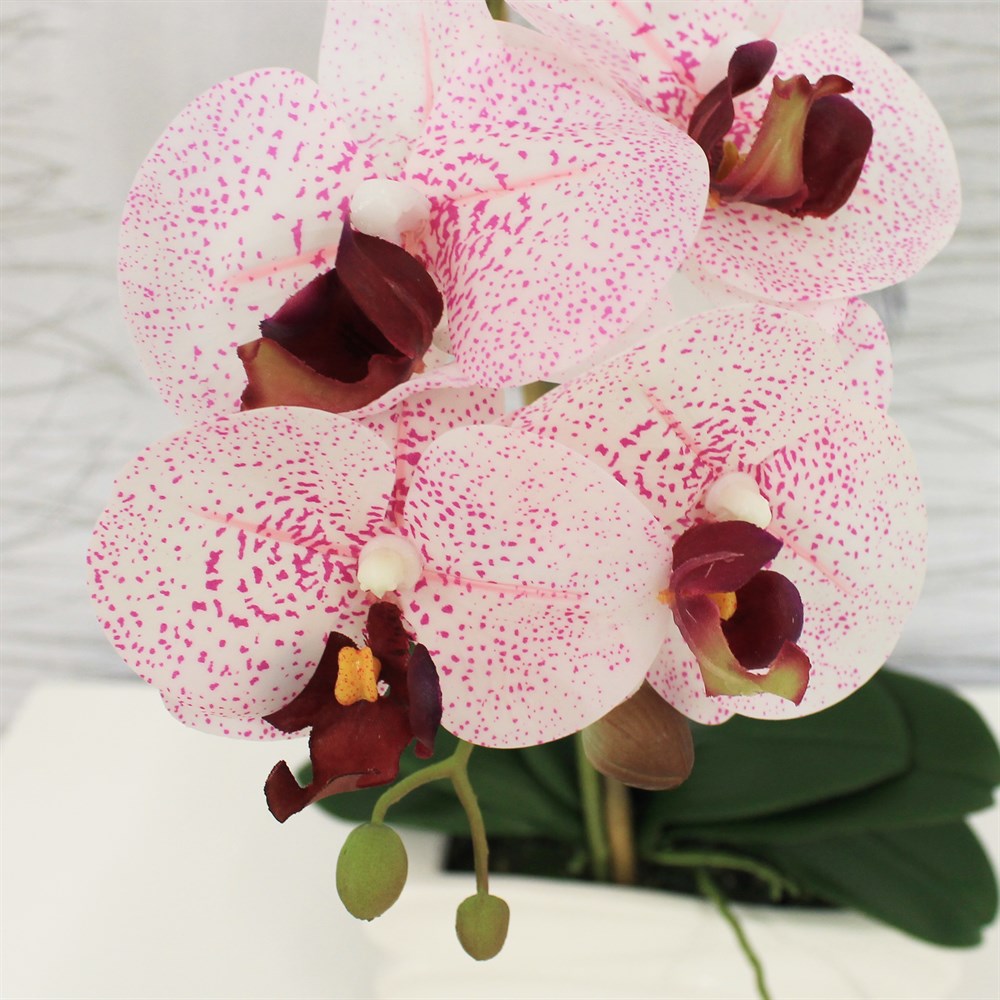 Купить орхидею в чебоксарах. Фаленопсис Chaida Stacy. Орхидея Phalaenopsis Ikaria. Eve Орхидея фаленопсис.