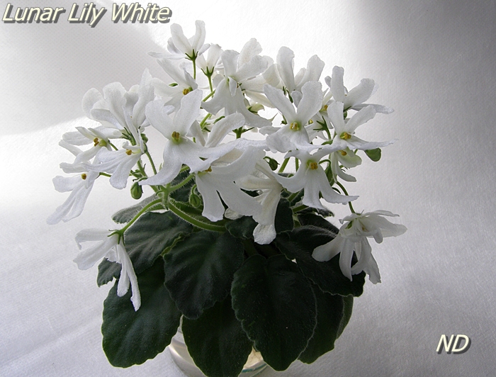 Lunar lily white фиалка фото